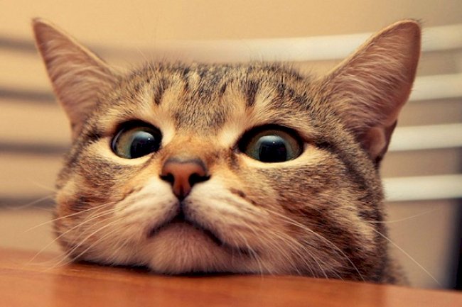 KEDİNİN RUHU